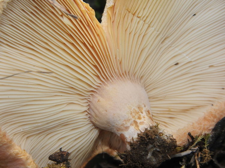 Lactarius tesquorum ?